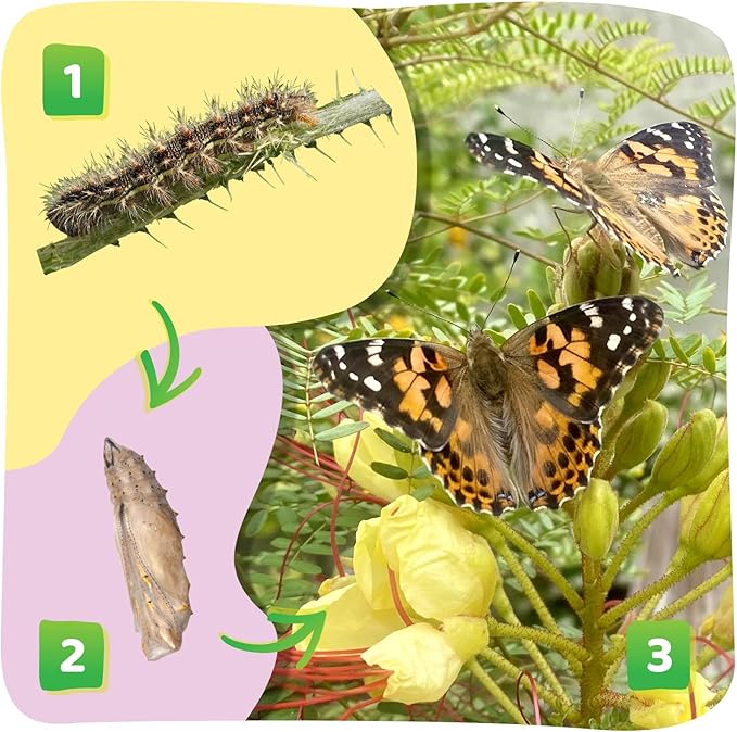 Insect Lore Cup Caterpillars - 5 Live Painted Lady Caterpillars with Food - Includes Figurines - Refill Kit for Butterfly Garden Habitat - STEM Science Activity for Kids and Classrooms