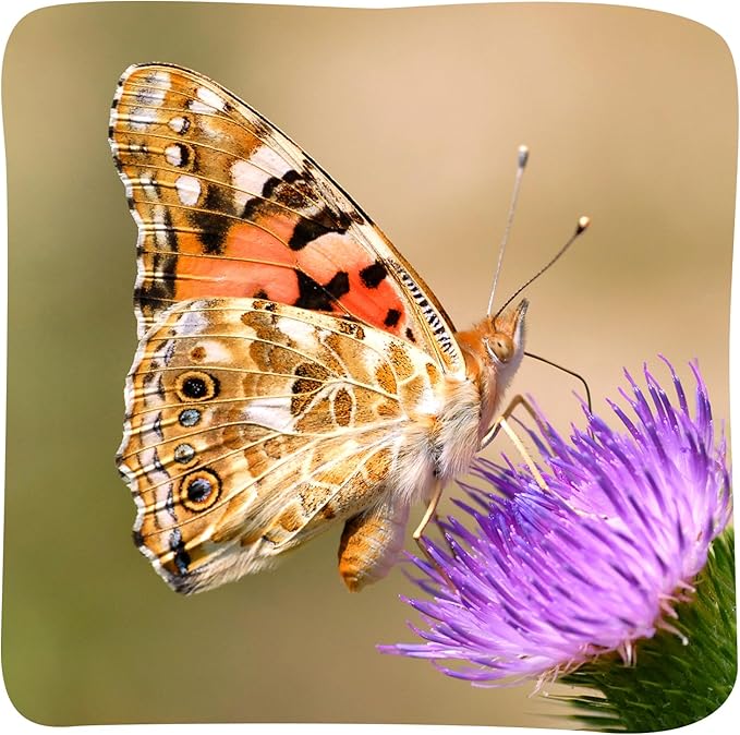 Insect Lore Butterfly Garden Kit with Live Caterpillars – Grow 10 Painted Lady Butterflies - STEM Learning Activity, Habitat with Journal, Stickers, Seeds & Figurines - As Seen on TV