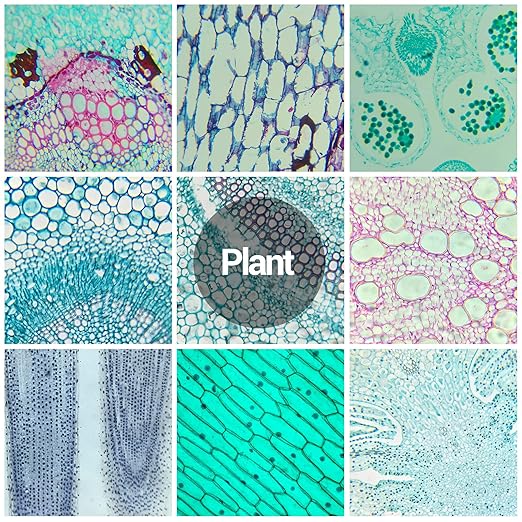 30 Microscope Slides with Specimens for Kids, Prepared Microscope Slides for Kids Microbiology, Glass Slides for Microscope, Biology Gifts for Adults Kids